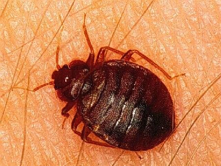 TCC Travel Tips—What You Need to Know About Bedbugs