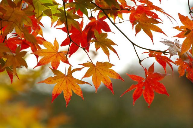 8 Things You Must Do to Prepare for Fall