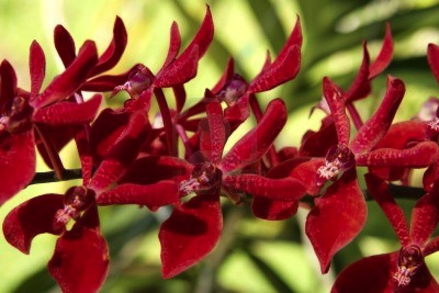 wild orchids (1)