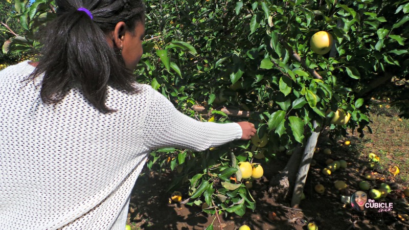 Eckert's Farm apple picking