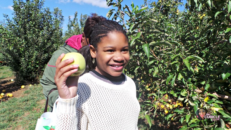 Eckert's Farm apples