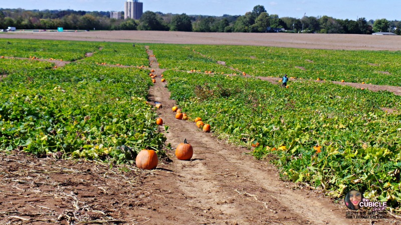 Eckert's Farm pumpkin patch