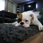 If you are looking for a side hustle or to earn some extra income on the side, consider being a pet sitter. Rover.com is sharing all of the deets.