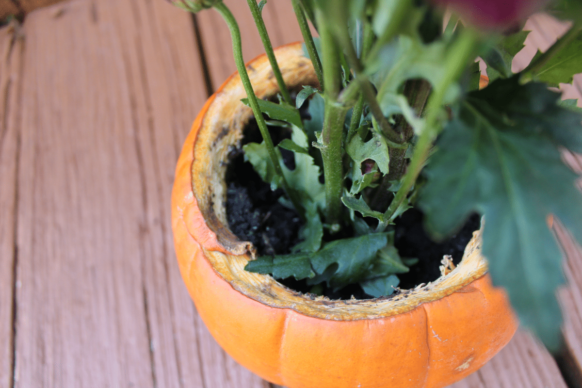 Spice up your fall decor with my DIY Thanksgiving Centerpiece. This pumpkin flower arrangement is easy & takes minutes to make.