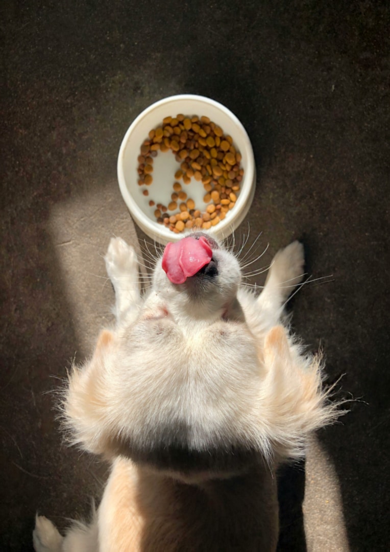 Small-Batch Dog Food: Why Quality Beats Mass Production
